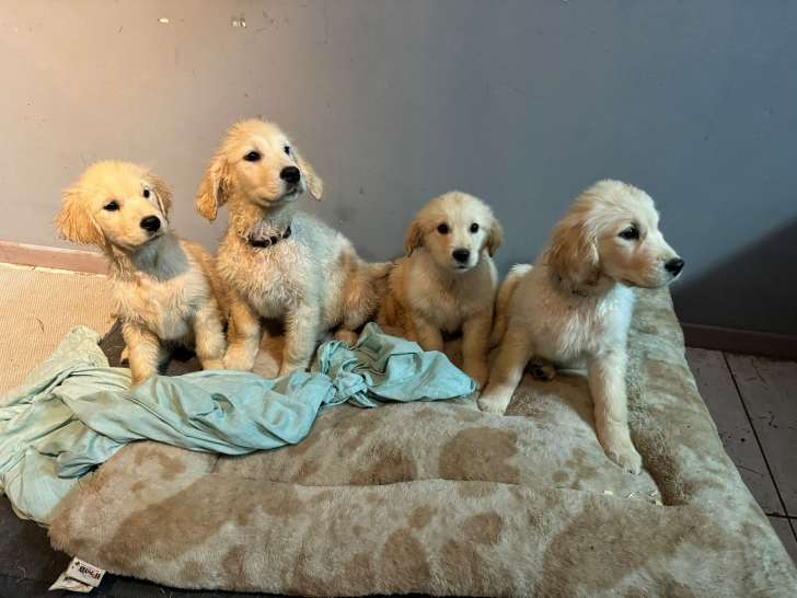 Chiots Golden Retriever à réserver