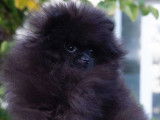 Magnifique femelle Loulou de Poméranie noire, de type ourson, à vendre