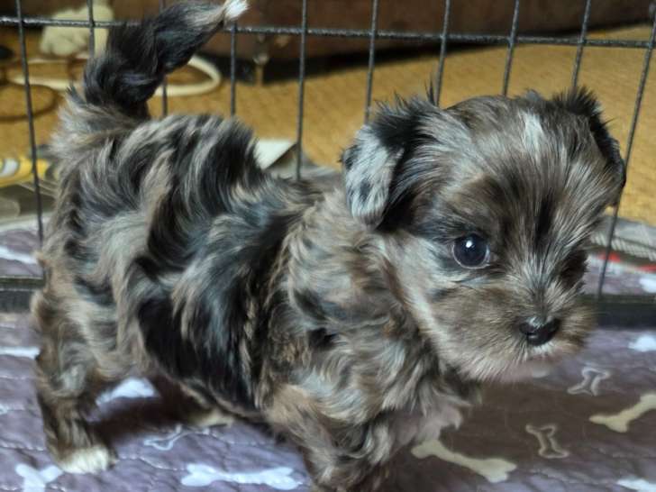 Chiot Yorkshire Terrier  exotiques à vendre