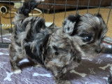 Chiot Yorkshire Terrier  exotiques à vendre