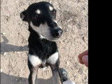 Disponible à l'adoption : chien adulte tricolore
