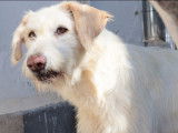 En attente d'adoption : chienne blanche