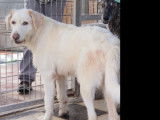 En attente d'adoption : chienne blanche