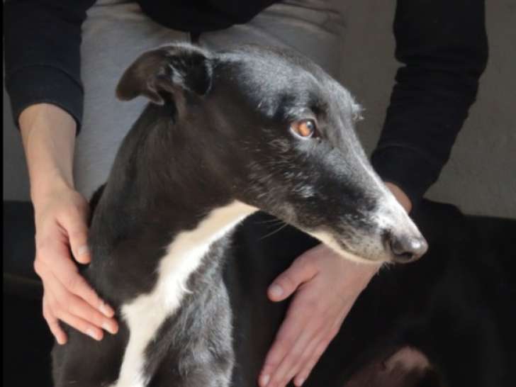 Chienne de 5 ans à adopter