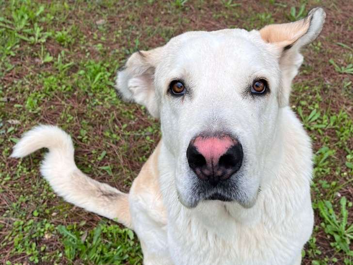 Chien Mâtin Espagnol sable en quête d'un foyer