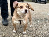 À adopter, chien de 4 ans