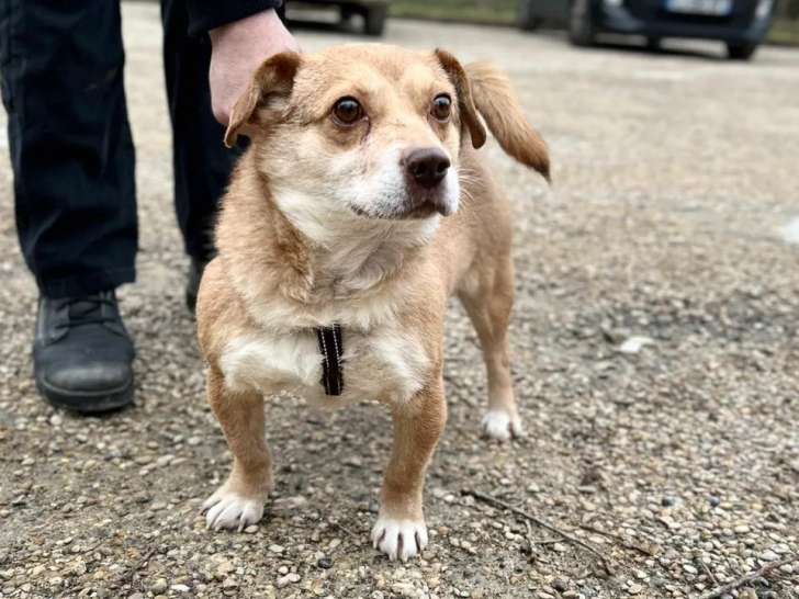 À adopter, chien de 4 ans