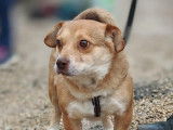 À adopter, chien de 4 ans