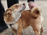 À adopter, chien de 4 ans