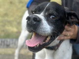 Disponible à l'adoption, chien Pointer Anglais noir et blanc