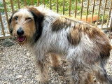 À adopter : chienne adulte