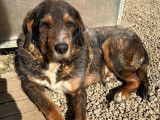 Disponible à l'adoption : chien de 12 ans
