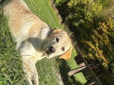 Yuki, mâle Labrador Retriever LOF disponible pour saillie