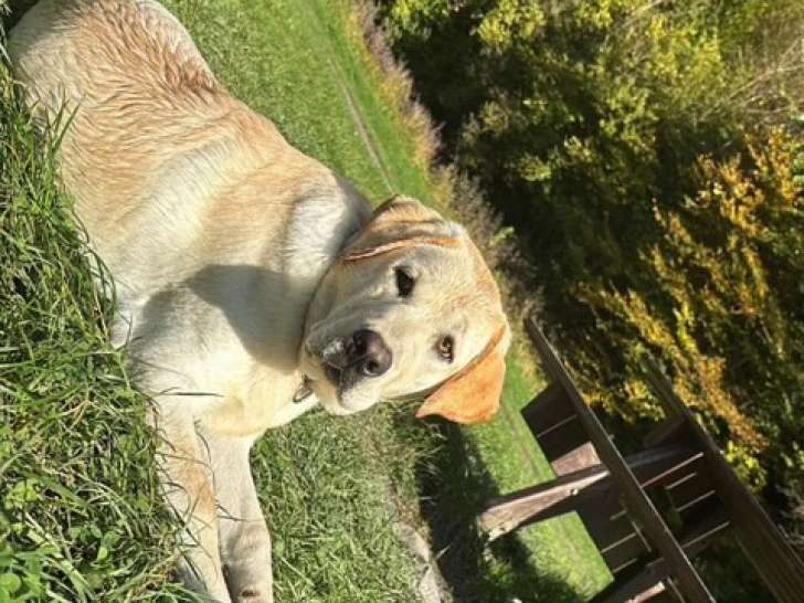 Yuki, mâle Labrador Retriever LOF disponible pour saillie
