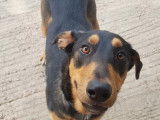 En attente d'adoption : chiot mâle Beauceron