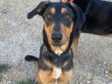 En attente d'adoption : chiot mâle Beauceron