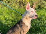 À la recherche d'une famille : chien K elpie Australien roux et blanc