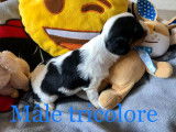 Chiots Cavalier King Charles tricolores à vendre
