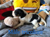 Chiots Cavalier King Charles tricolores à vendre
