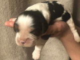 Chiots Cavalier King Charles tricolores à vendre