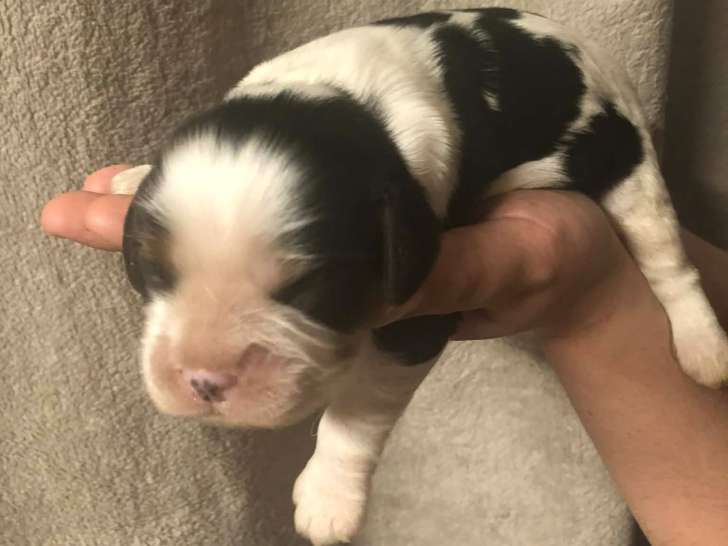 Chiots Cavalier King Charles tricolores à vendre