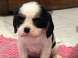 Chiots Cavalier King Charles tricolores à vendre