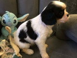 Chiots Cavalier King Charles tricolores à vendre
