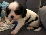Chiots Cavalier King Charles tricolores à vendre