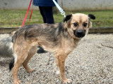 Chienne de 3 ans en quête d’un foyer
