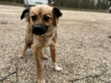 Chienne de 3 ans en quête d’un foyer