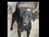 En attente d'adoption, chien noir avec marque blanche