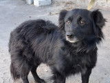 Adoption disponible : chien de 4 ans