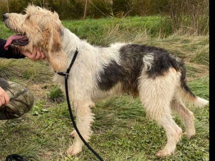 À adopter : chien tricolore