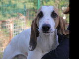Disponible à l'adoption : chien Porcelaine marron et blanc
