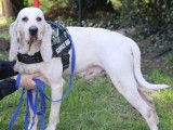Prêt pour l’adoption : chien Porcelaine de couleur blanche