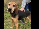 À accueillir : chien Bruno du Jura de 5 ans