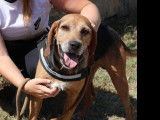 À la recherche d’une famille : chien Bruno du Jura fauve charbonné