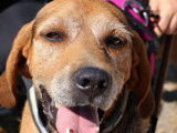 À la recherche d’une famille : chien Bruno du Jura fauve charbonné