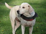Adoption disponible : chien Porcelaine au pelage beige