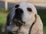 Adoption disponible : chien Porcelaine au pelage beige