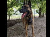 Chien Berger Malinois à adopter