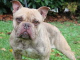 Chien Bouledogue Français en attente d’une famille