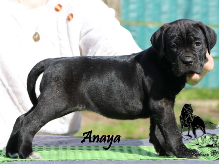 Chiots Cane Corso LOF à réserver
