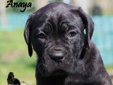 Chiots Cane Corso LOF à réserver