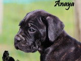 Chiots Cane Corso LOF à réserver