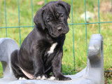Chiots Cane Corso LOF à réserver
