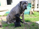 Chiots Cane Corso LOF à réserver