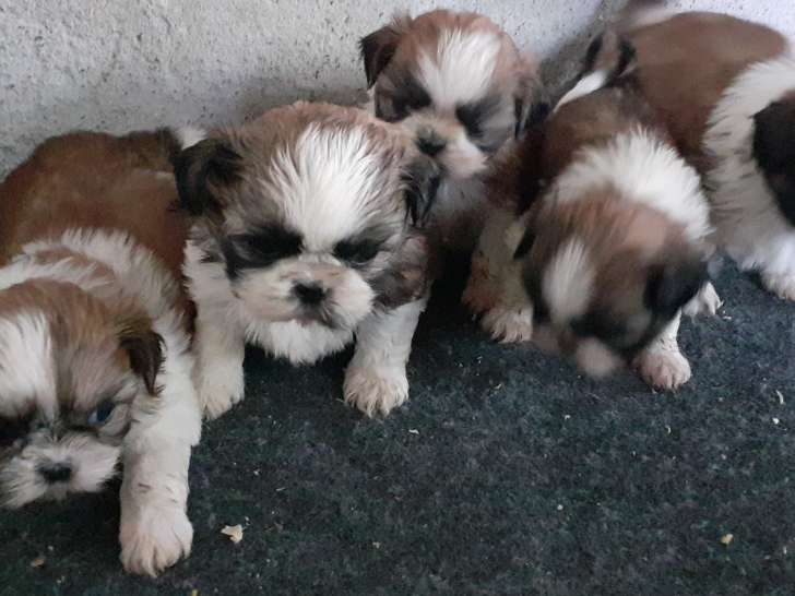 Chiots Shih Tzu   femelles  et 1 mâle à vendre