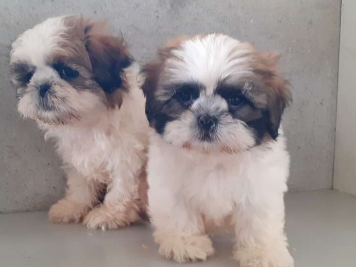 Chiots Shih Tzu  2  femelles  à vendre
