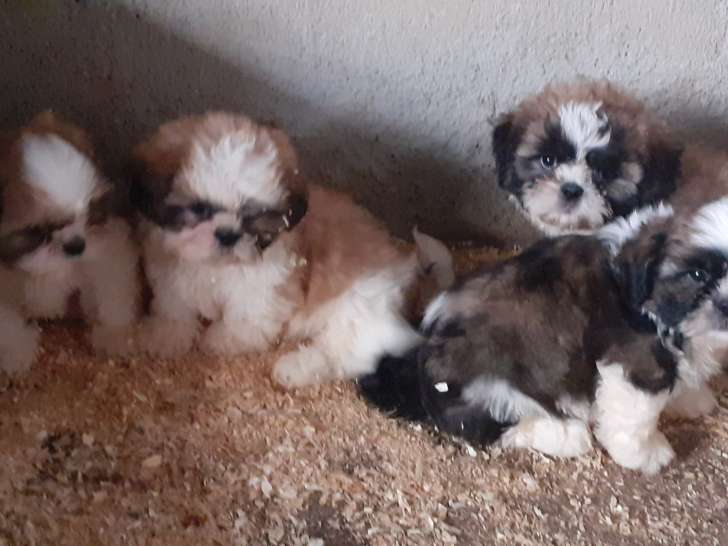 Chiots Shih Tzu  4 Mâles  à vendre